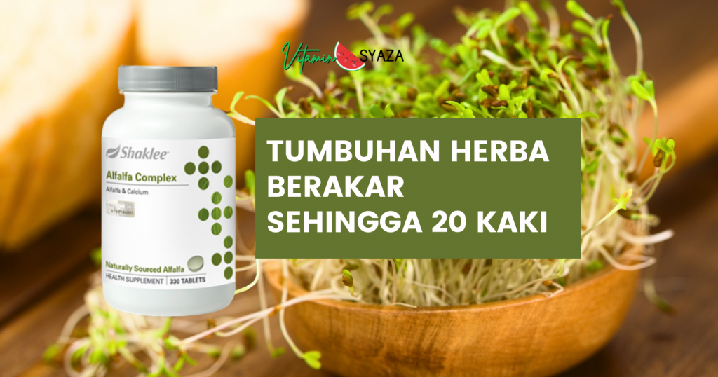 kebaikan fungsi dan manfaat serta cara makan alfalfa complex shaklee